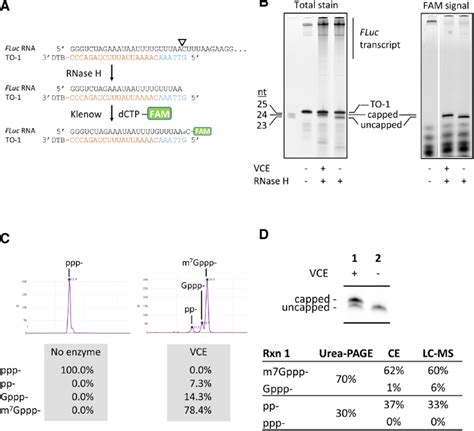 Fluorescent Labeling Of Rnase H Cleavage Products And Analyses A