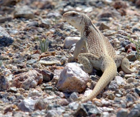 Desert Iguana Craig Howe Oblog