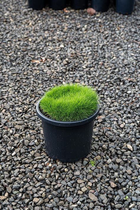 Zoysia Tenuifolia No Mow Grass Low Maintenance Order Now Brisbane Plant Nursery