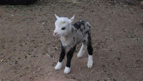 Meet Butterfly A Rare Sheep Goat Hybrid Iflscience