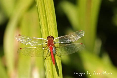 Red Dragonfly Cdn Pix Flickr