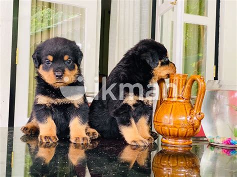 Rottweiler Puppy In Negombo Ikman