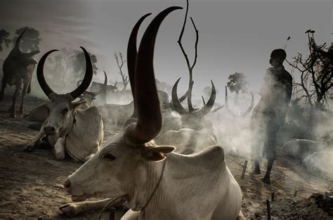 Dinka 4796 Cattle Camp A Dinka Tribesman In South Sudan Te Flickr