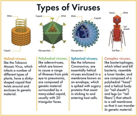 Introduction To Virology The Science Of Virology Flashcards Quizlet