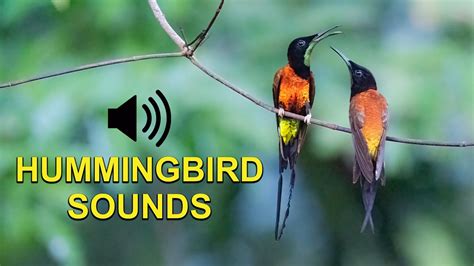 Hummingbird Sounds Chirps And Calls YouTube