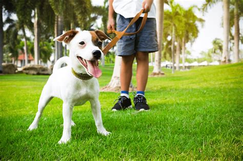 Comment apprendre le pas bouger à son chien méthode simple