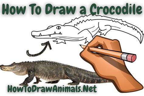 draw  alligator easy drawing tutorial