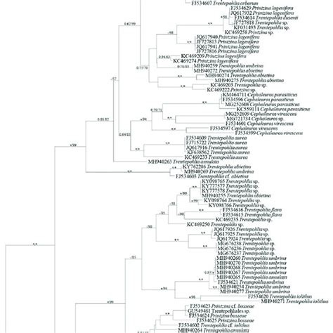 Maximum Likelihood Tree Of Trentepohliales Based On Rbcl Sequence Data