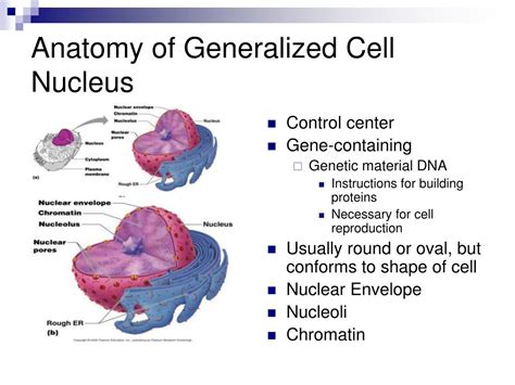 Anatomy Of Generalized Cell