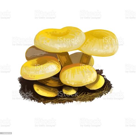 Pleurotus Citrinopileatus Mushroom Digital Art Illustration Cornucopiae