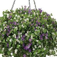 Бакопа ампельная размножение семенами | ВО САДУ И В ОГОРОДЕ