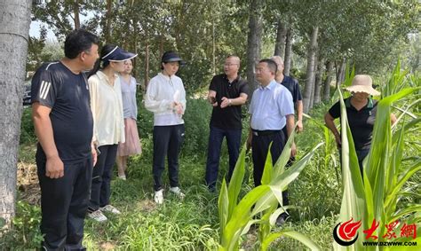 国家调查队到邹平市九户镇调查大豆玉米带状复合种植情况邹平滨州大众网