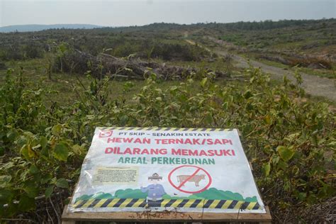 Kebun Sawit Sinar Mas Diduga Caplok Cagar Alam Teluk Kelumpang