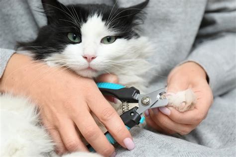 A Step By Step Guide On How To Trim Cat Claws