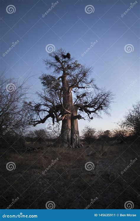 Baobab tree at sunset stock image. Image of mapungubwe - 145635911