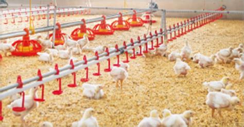 Spiral Feeding Systems Star Poultry