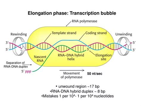 Ppt Elongation Phase Transcription Bubble Powerpoint Presentation