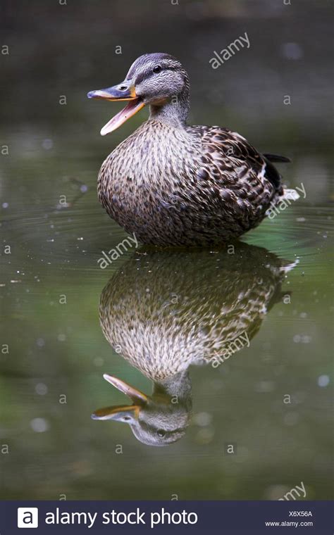 Mallard Duck Beak Open High Resolution Stock Photography and Images - Alamy