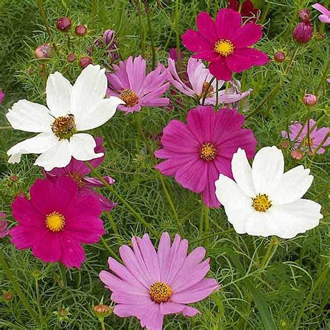 Cosmos Bipinnatus Sensation Tall Cosmos Seed Mix