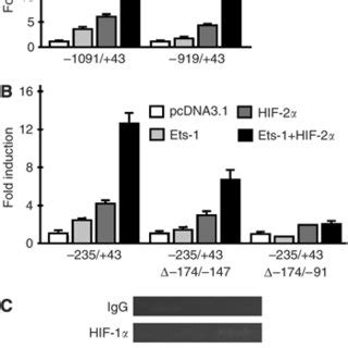 Localisation Of Hypoxia Responsive Regions In The Endosialin Promoter