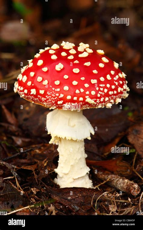 Close Up Of A Fly Agaric Mushroom Stock Photo Alamy