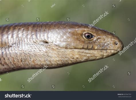 Sheltopusik Commonly Called Pallas Glass Lizard Stock Photo 657047791