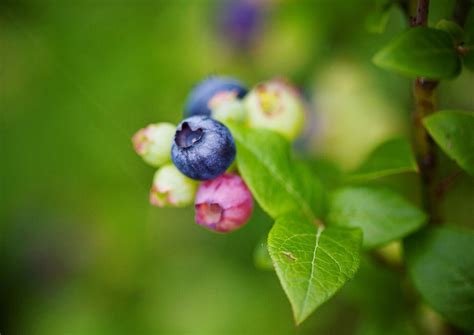 Голубика | Berries, Blueberry, Fruit