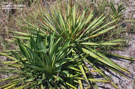 Yucca filamentosa | Adam's needle | Edible and Medicinal Uses | Charles W. Kane | Applied ...