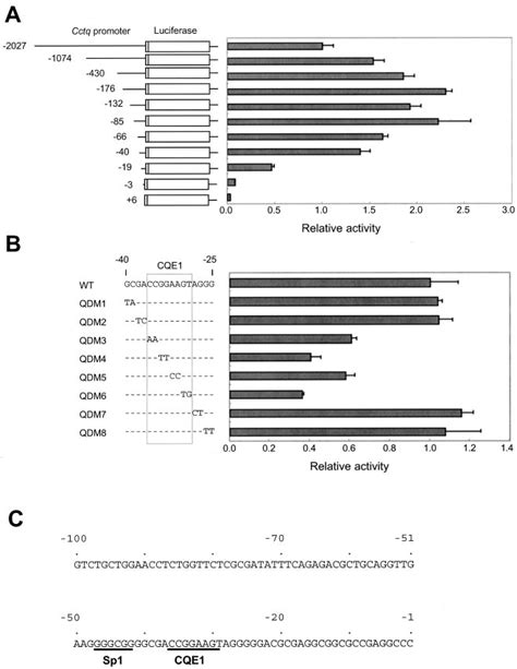 Reporter Gene Assay Of The Mouse Cctq Gene Promoter Region A DNA