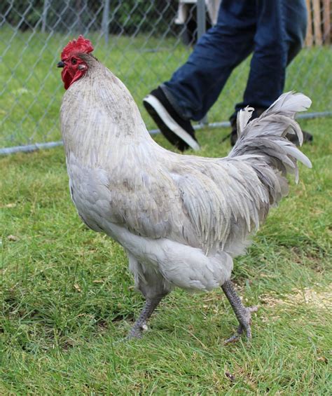 Which Lavender Orpington Rooster should I keep? | BackYard Chickens - Learn How to Raise Chickens