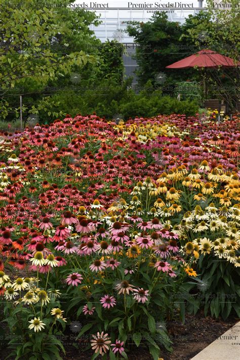 Echinacea Coneflower Cheyenne Spirits Premier Seeds Direct