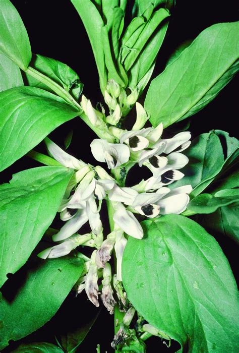 Vicia Faba L Plants Of The World Online Kew Science