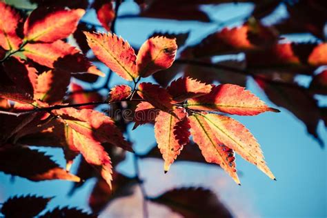 Background Autumn Leaves in Japan Stock Image - Image of season ...