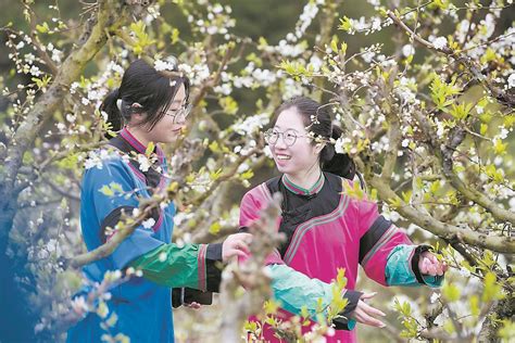 万亩李花盛开 游客赏花打卡 图片信息福建省人民政府门户网站