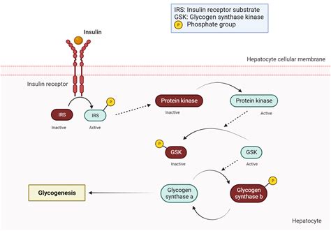 Metformin Mechanism of Action – My Endo Consult