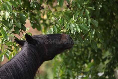 Horse Eat Leaves from a Walnut Tree Stock Photo - Image of black ...