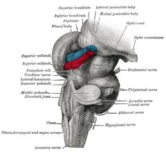 Category:Lateral geniculate nucleus - Wikimedia Commons