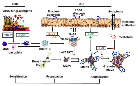 Schematic Overview Of The Stepwise Mechanisms Involved In The