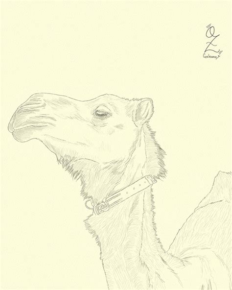 Camel Drawing Sketch By Oz Galeano On Behance