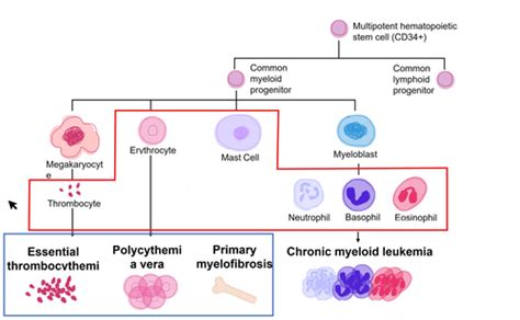 Myeloproliferative Disorders Flashcards Quizlet