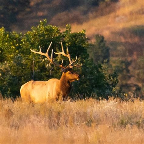 Stream Panhandle Afield Free Earned Landowner Elk Permits By Justin