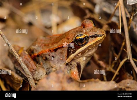 Wood Frog Lithobates Sylvaticus Or Rana Sylvatica Greater Sudbury