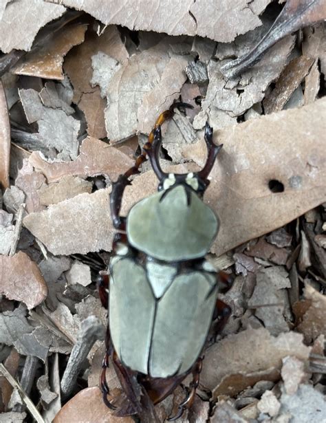 Dicronocephalus bourgoini from 豐源路 高樹鄉 TW on May 31 2023 at 08 48 AM