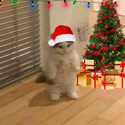 En Gatos Navidad Memes De Feliz Navidad Gatos