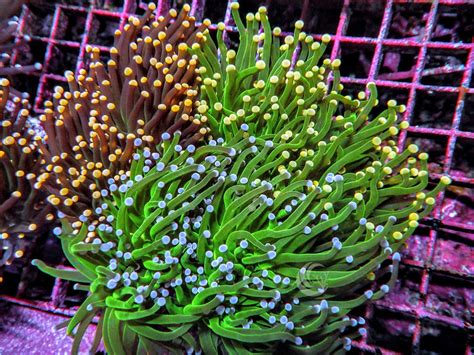 Euphyllia Gardens For Sale Reef Reef