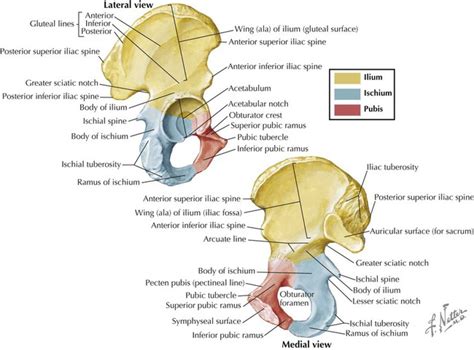 Pelvis And Perineum Basicmedical Key