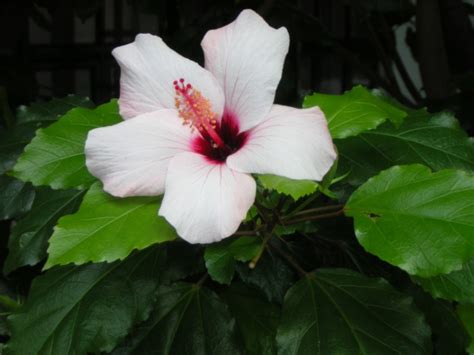 Hibiscus Photo I Took In Johannesburg South Africa By Marcey Balcomb