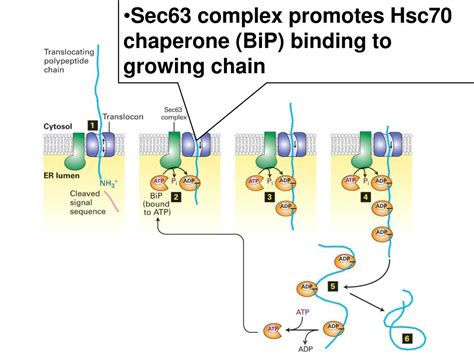 Ppt How Does A Protein Get To The Correct Cellular Location