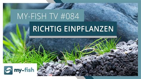 My Fish TV Tipps Zum Einpflanzen Deiner Aquariumpflanzen My Fish