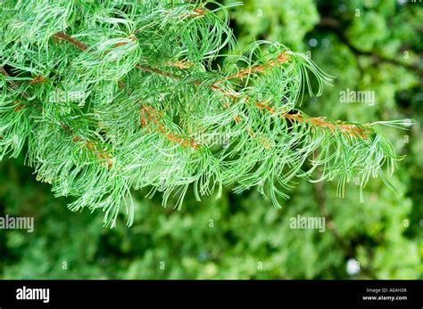 Pinus Strobus Branch White Hi Res Stock Photography And Images Alamy